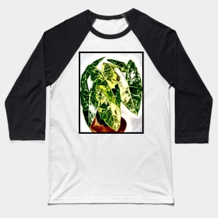 Alocasia Frydek Baseball T-Shirt